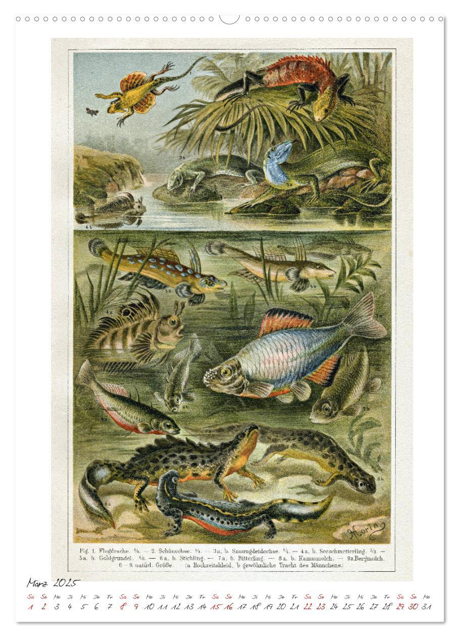 Bild: 9783435978236 | Formenspiele der Evolution. Chromolithographien des 19....