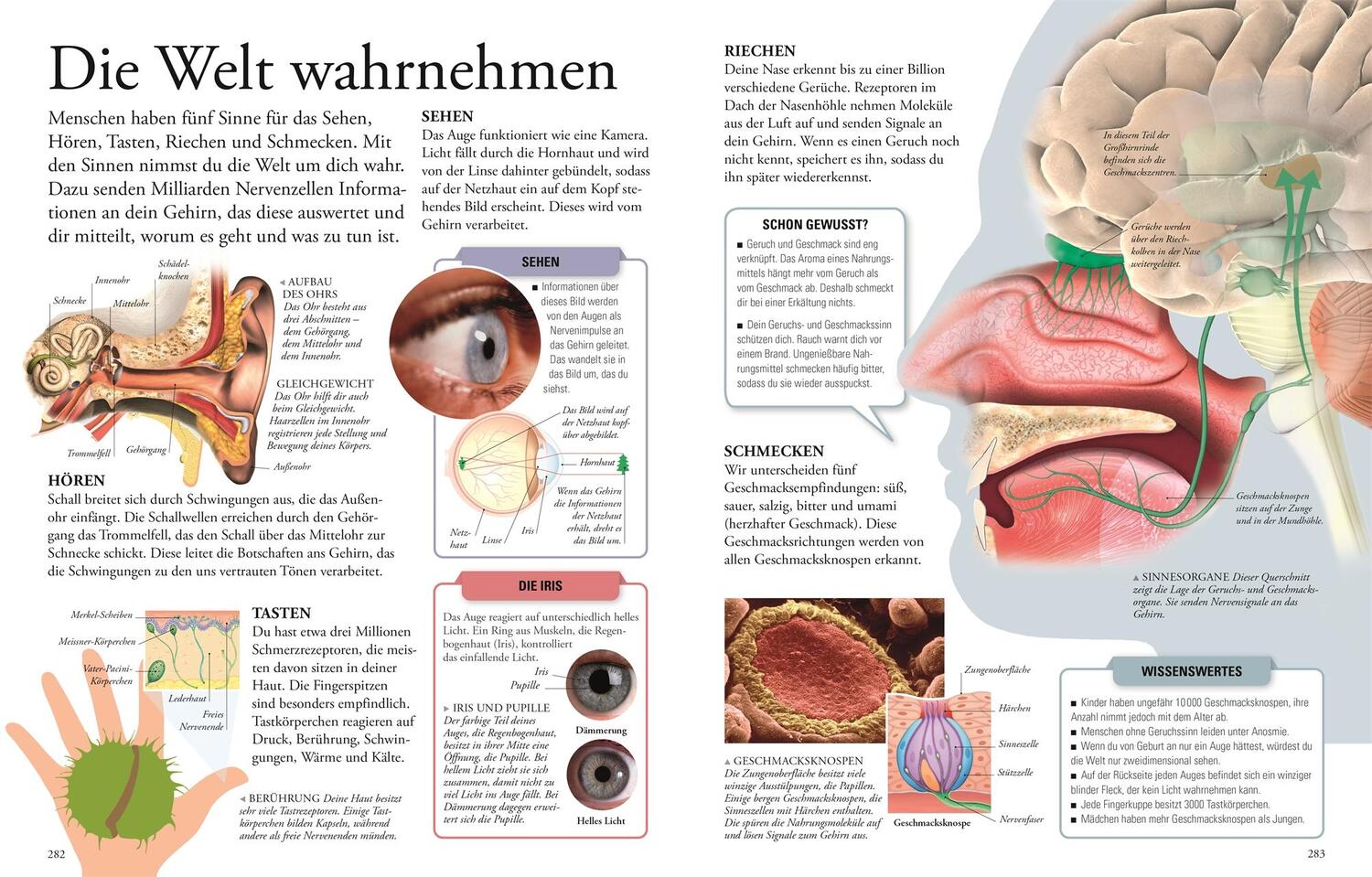 Bild: 9783831045525 | Wissen für clevere Kids | Buch | 304 S. | Deutsch | 2024