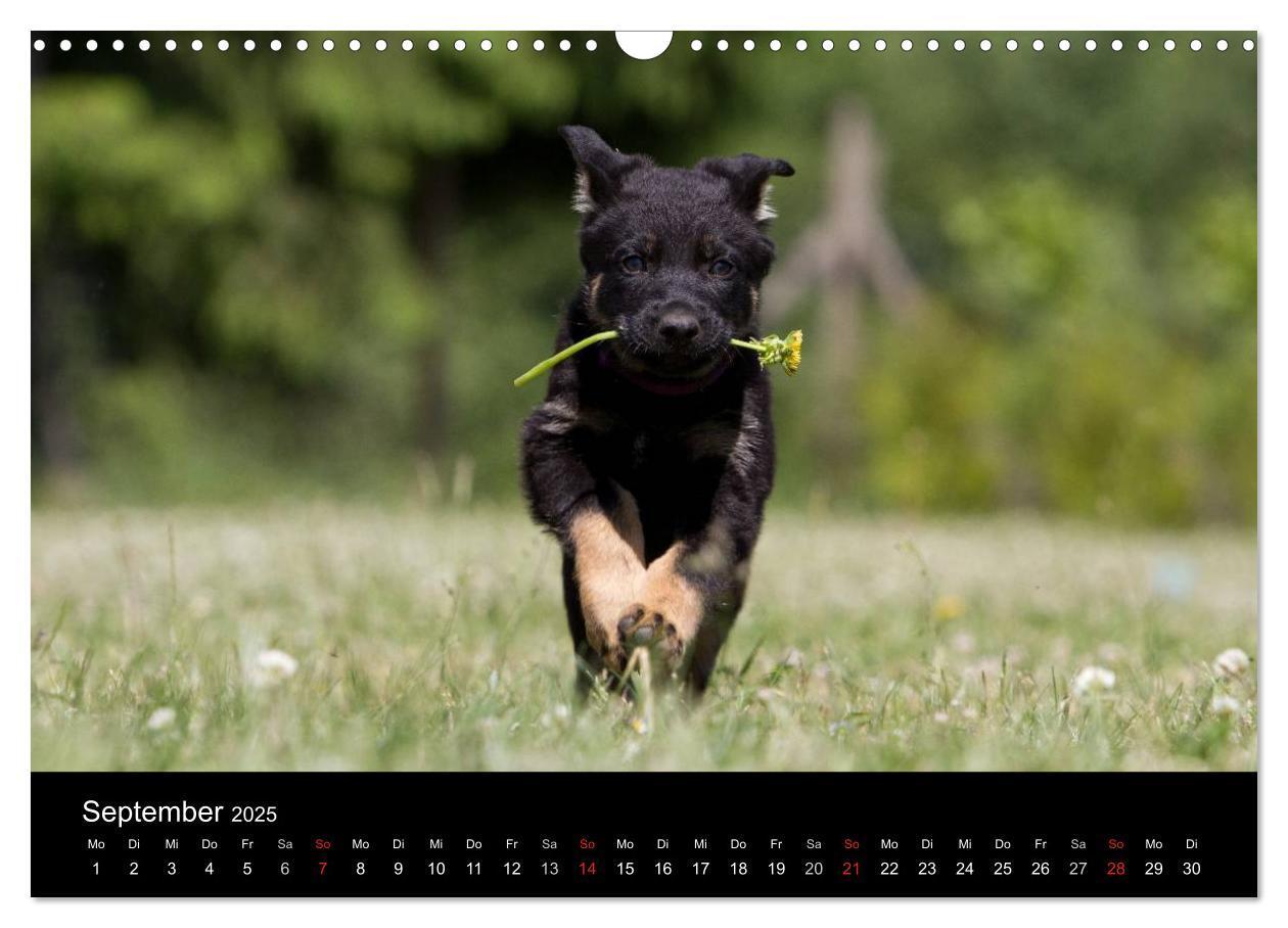 Bild: 9783435834013 | Hundewelpen (Wandkalender 2025 DIN A3 quer), CALVENDO Monatskalender