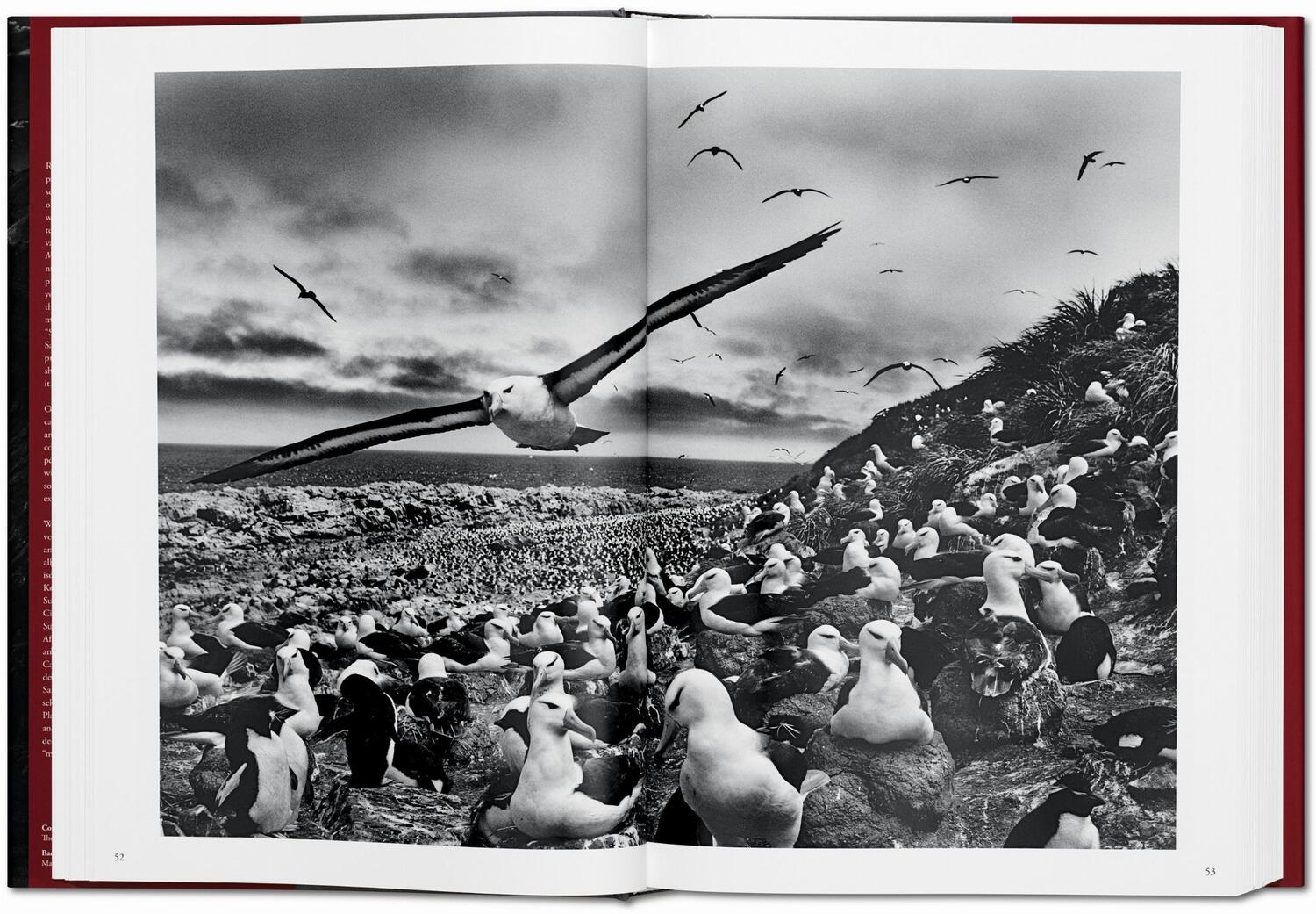 Bild: 9783836542593 | Sebastiao Salgado. Genesis | Trade Edition | Lélia Wanick Salgado