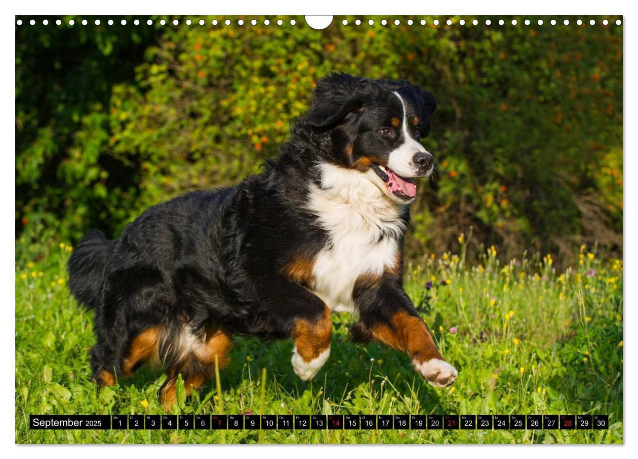 Bild: 9783435578689 | Berner Sennenhunde in Action (Wandkalender 2025 DIN A3 quer),...