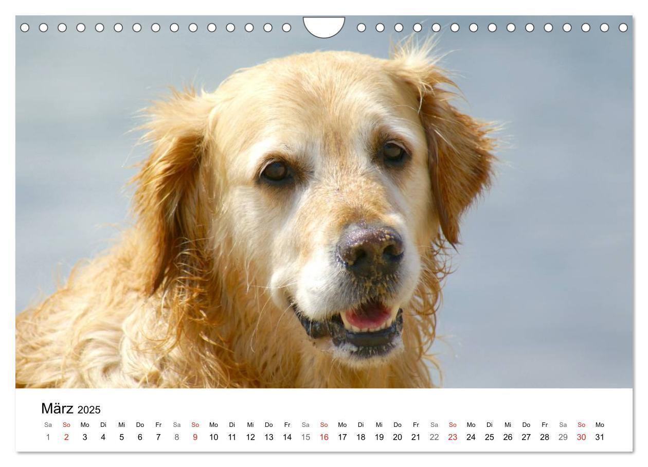 Bild: 9783435841028 | Golden Retriever Power (Wandkalender 2025 DIN A4 quer), CALVENDO...