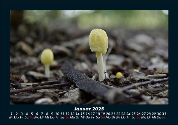 Bild: 9783755988557 | Pilzkalender 2025 Fotokalender DIN A5 | Tobias Becker | Kalender