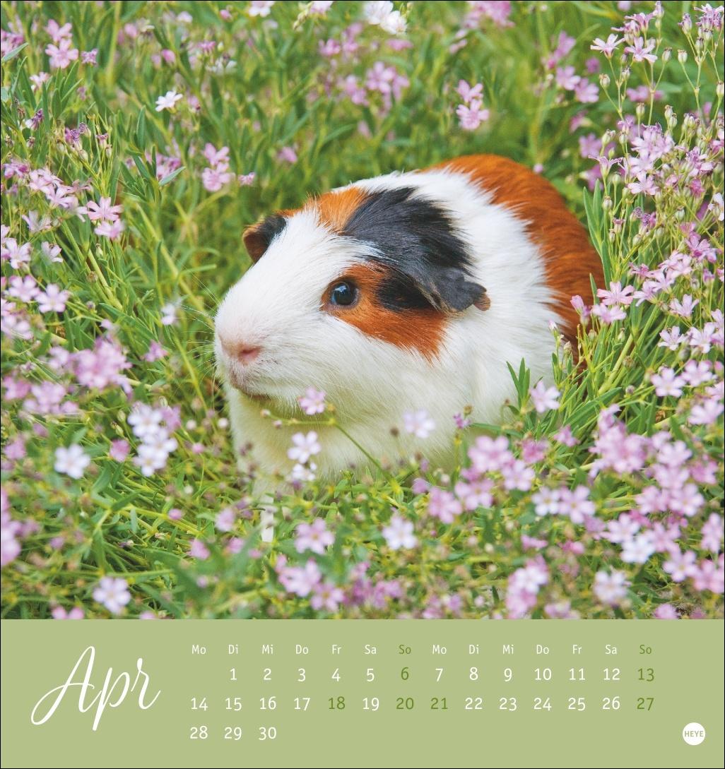 Bild: 9783756407101 | Kuschelige Meerschweinchen Postkartenkalender 2025 | Monika Wegler