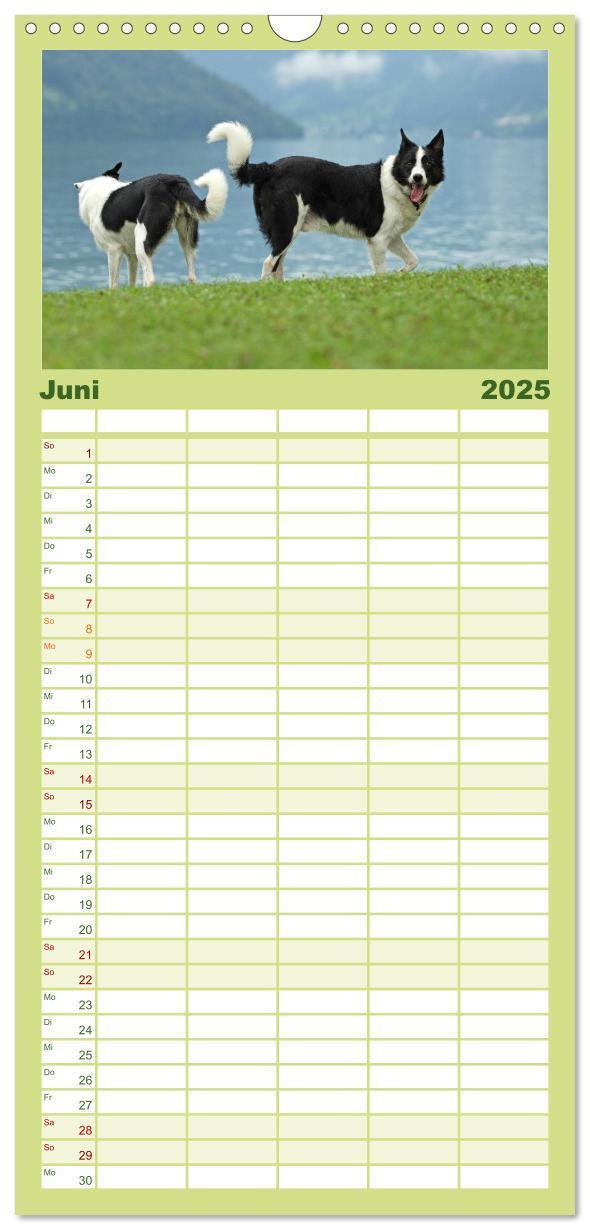 Bild: 9783457110522 | Familienplaner 2025 - Der Bordercollie-Kalender mit 5 Spalten...