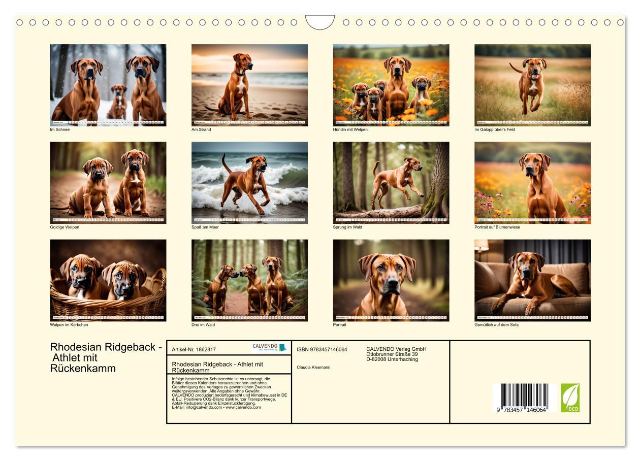 Bild: 9783457146064 | Rhodesian Ridgeback - Athlet mit Rückenkamm (Wandkalender 2025 DIN...