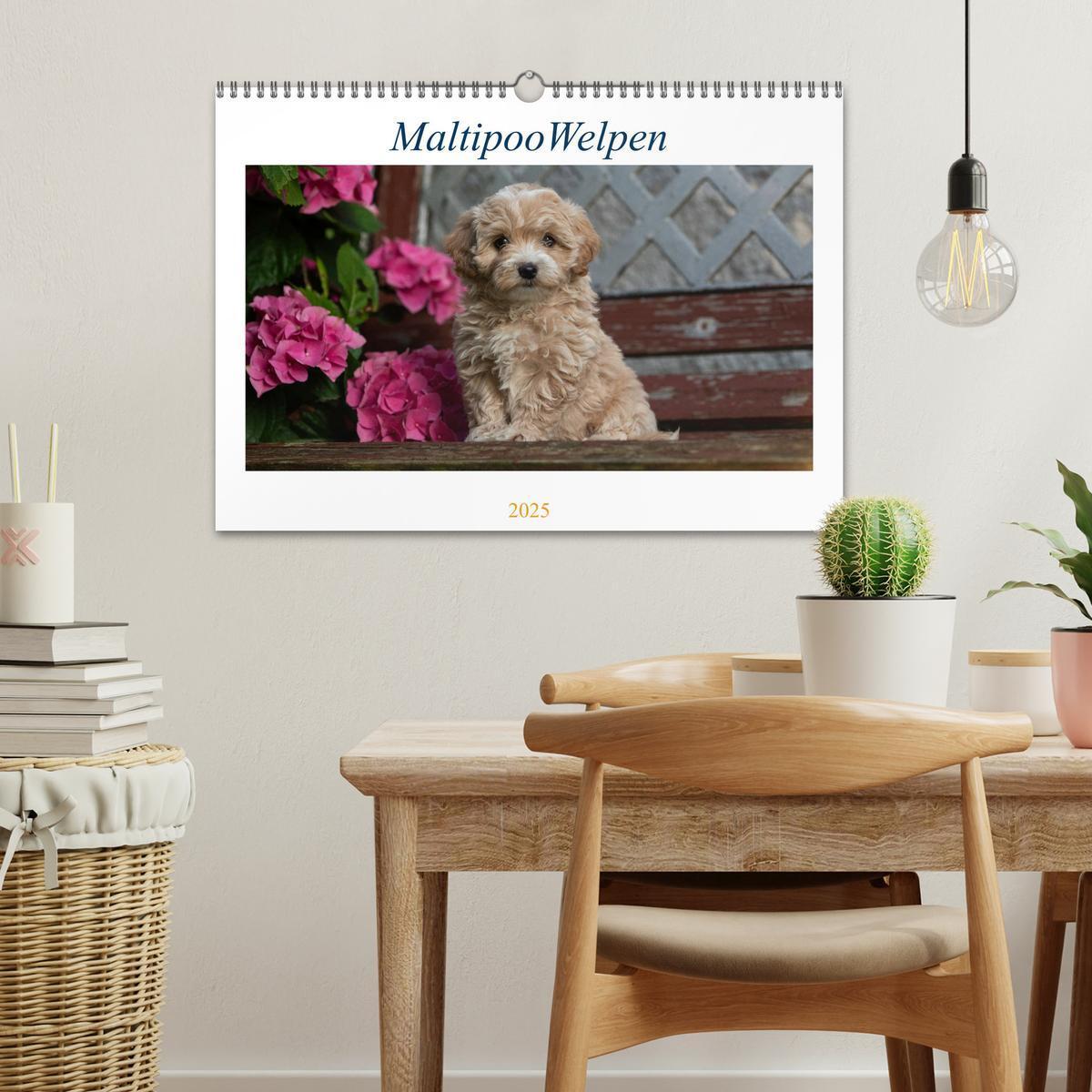 Bild: 9783435038053 | Maltipoo Welpen (Wandkalender 2025 DIN A3 quer), CALVENDO...