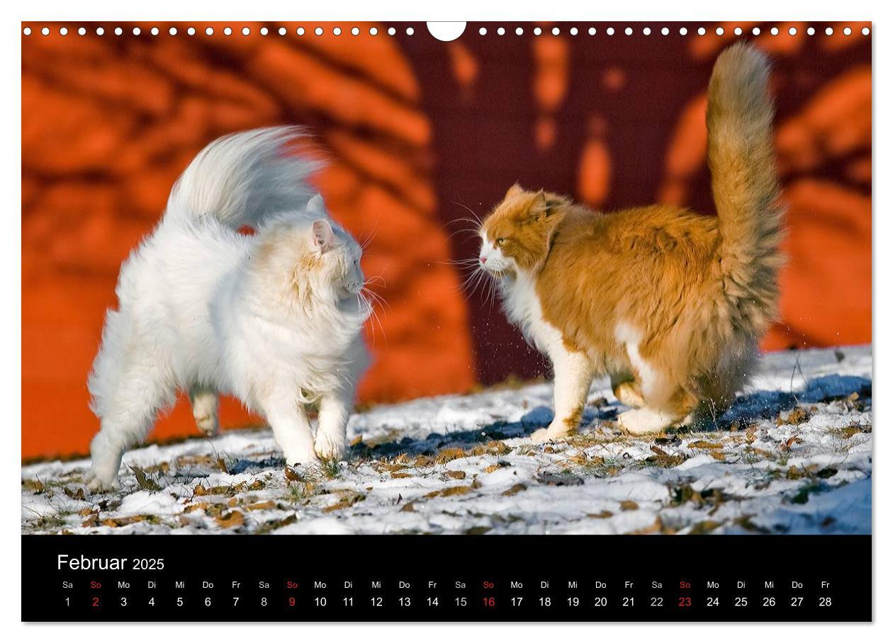 Bild: 9783435537532 | Freigänger - Hauskatzen unterwegs (Wandkalender 2025 DIN A3 quer),...