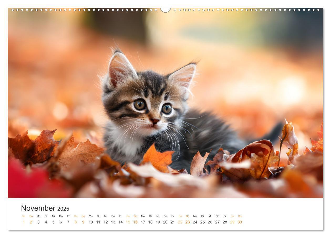 Bild: 9783457208014 | Zauberhafte Katzenbabys (Wandkalender 2025 DIN A2 quer), CALVENDO...