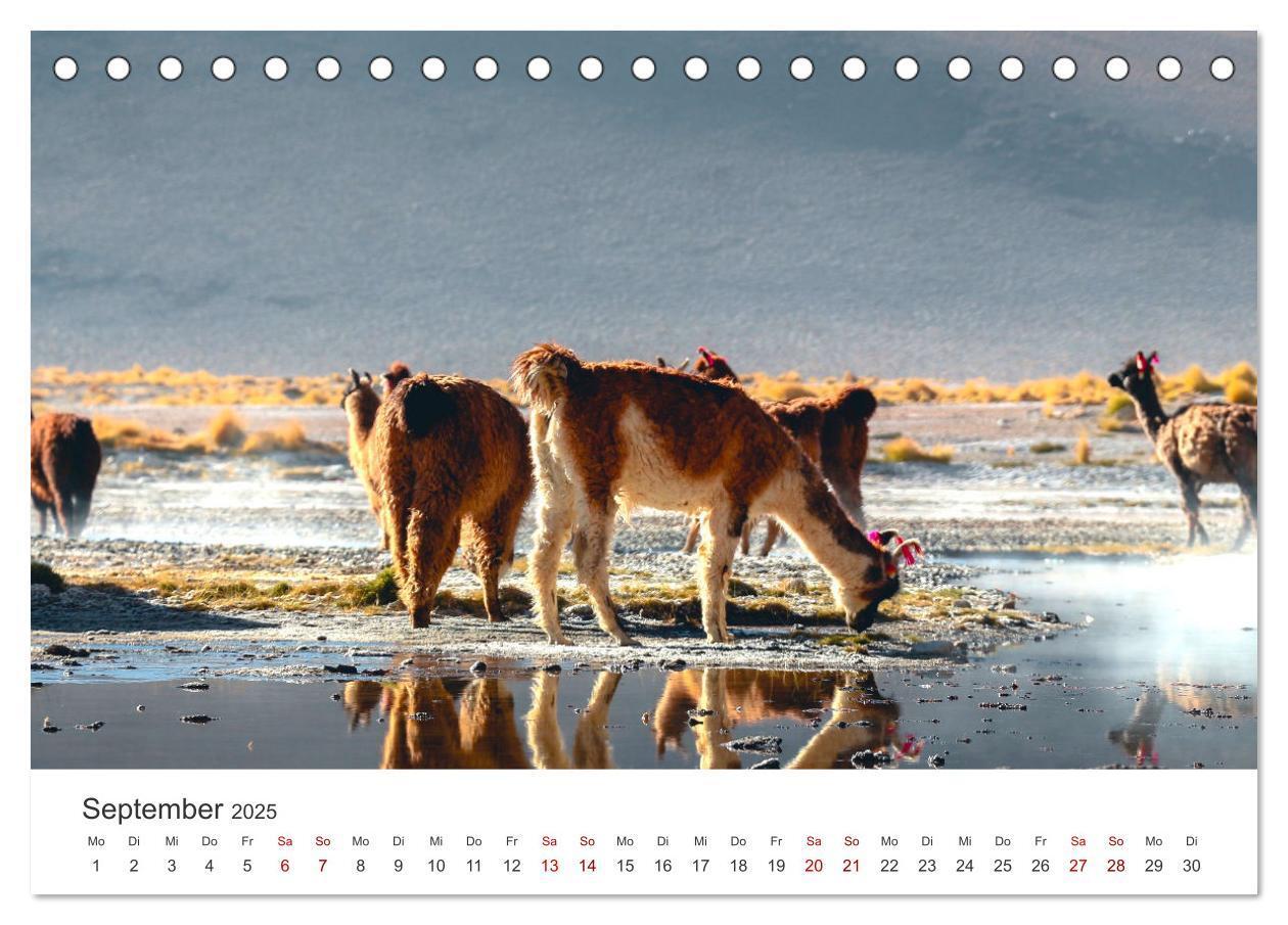 Bild: 9783435002566 | Lamas und Alpakas - Die weichen Neuweltkamele. (Tischkalender 2025...