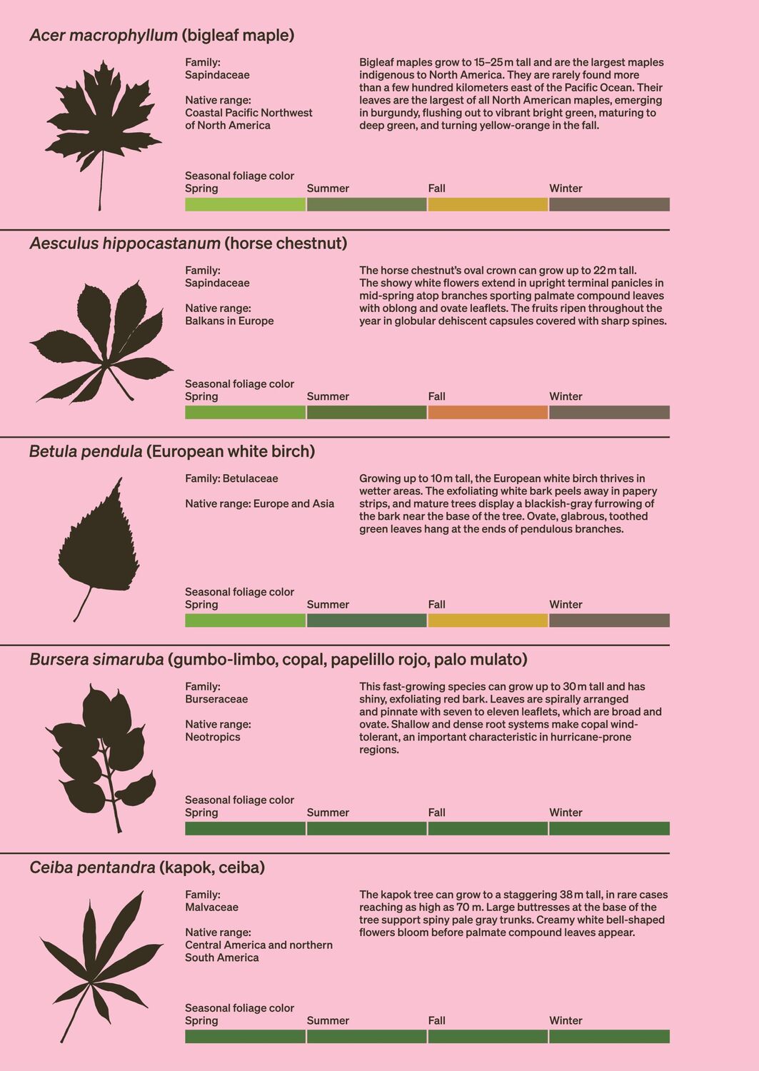 Bild: 9783035627312 | 30 Trees | And Why Landscape Architects Love Them | Ron Henderson