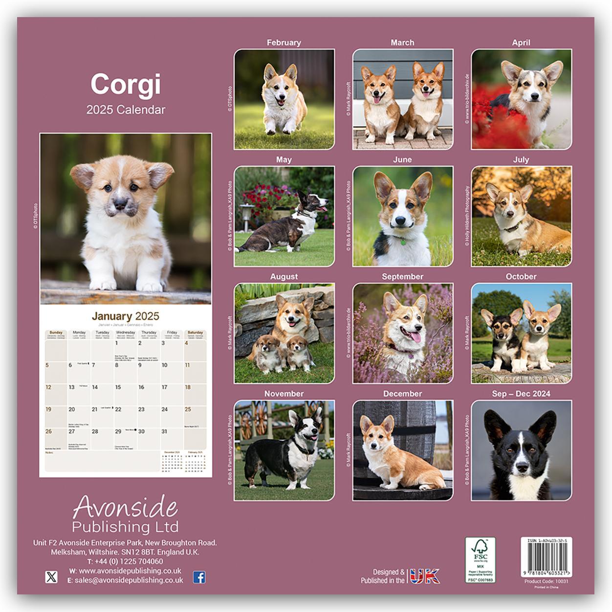 Rückseite: 9781804603321 | Welsh Corgi 2025 - 16-Monatskalender | Avonside Publishing Ltd | 13 S.