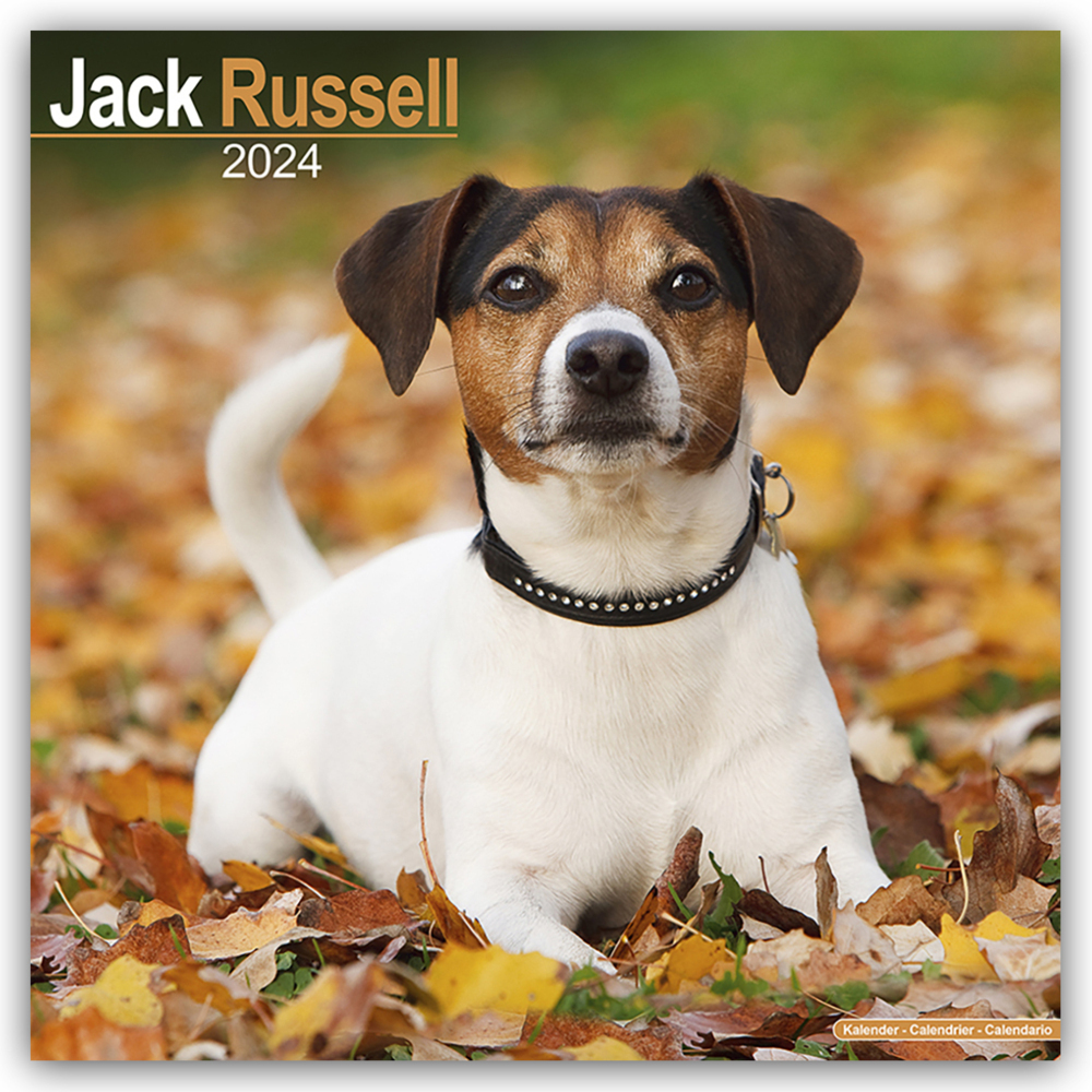 Cover: 9781804600573 | Jack Russell Terrier 2024 - 16-Monatskalender | Ltd | Kalender | 2024