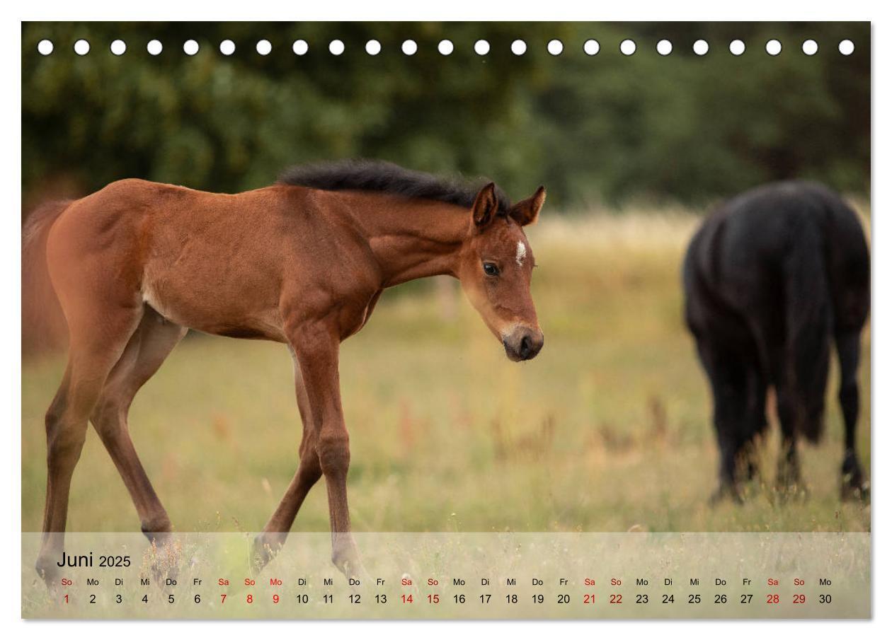 Bild: 9783435288441 | Pferdezauber 2025 (Tischkalender 2025 DIN A5 quer), CALVENDO...