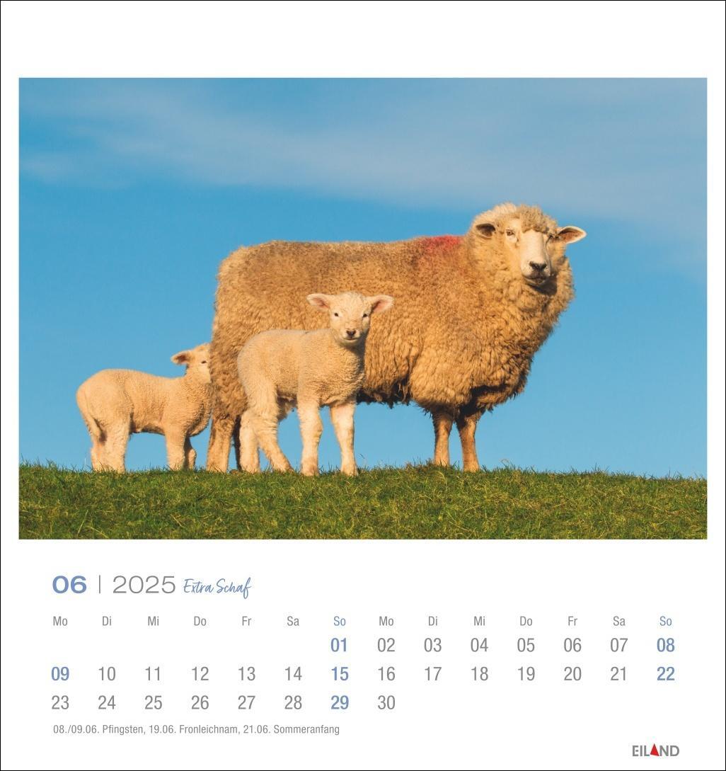 Bild: 9783964023254 | Extra Schaf Postkartenkalender 2025 | Eiland | Kalender | 13 S. | 2025