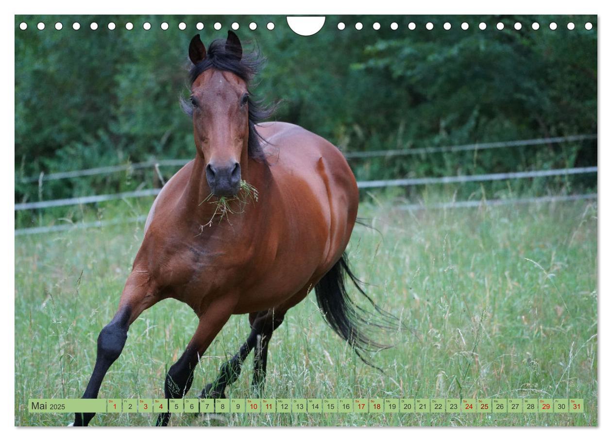 Bild: 9783383946257 | Faszination Trakehner (Wandkalender 2025 DIN A4 quer), CALVENDO...