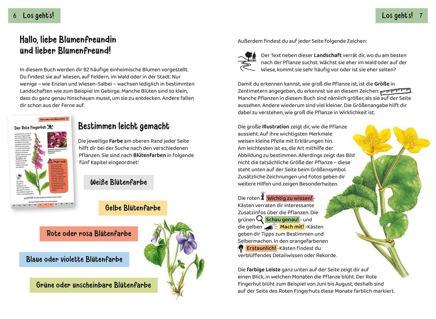 Bild: 9783440172469 | Was blüht denn da? Kindernaturführer | 85 heimische Blumen | Buch