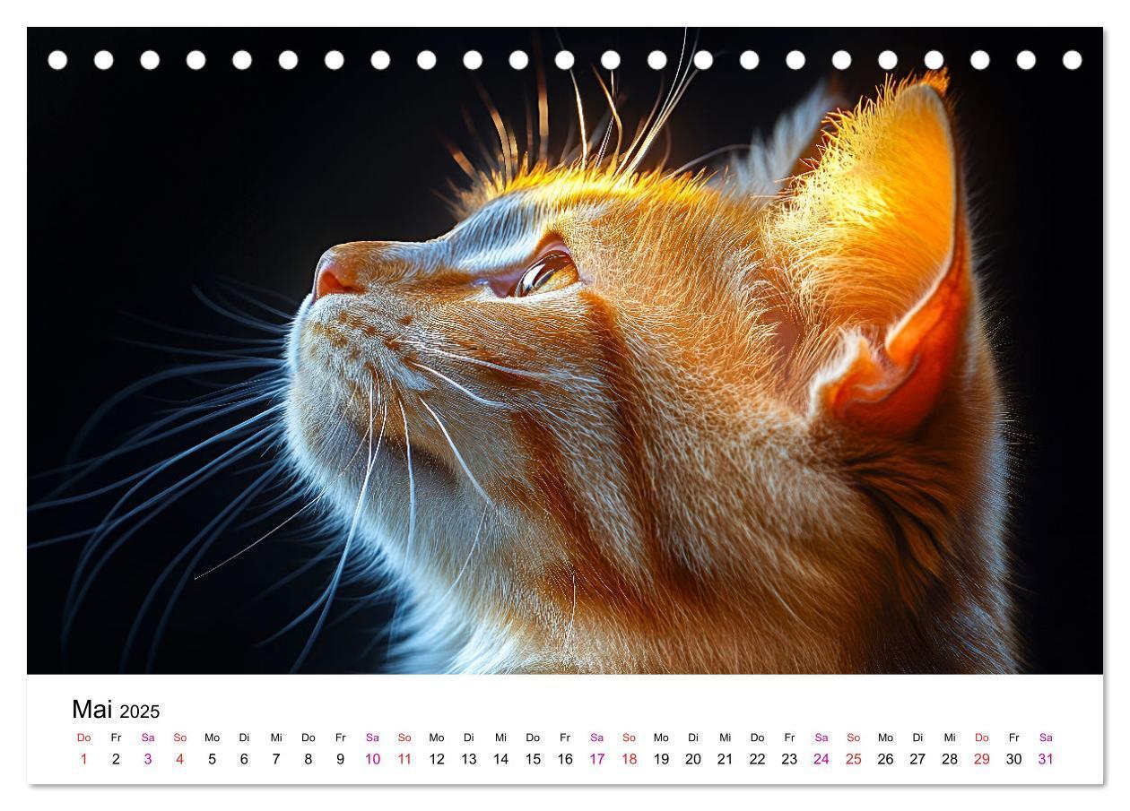 Bild: 9783457218334 | Katzenzauber - Samtpfoten im Jahreslauf (Tischkalender 2025 DIN A5...