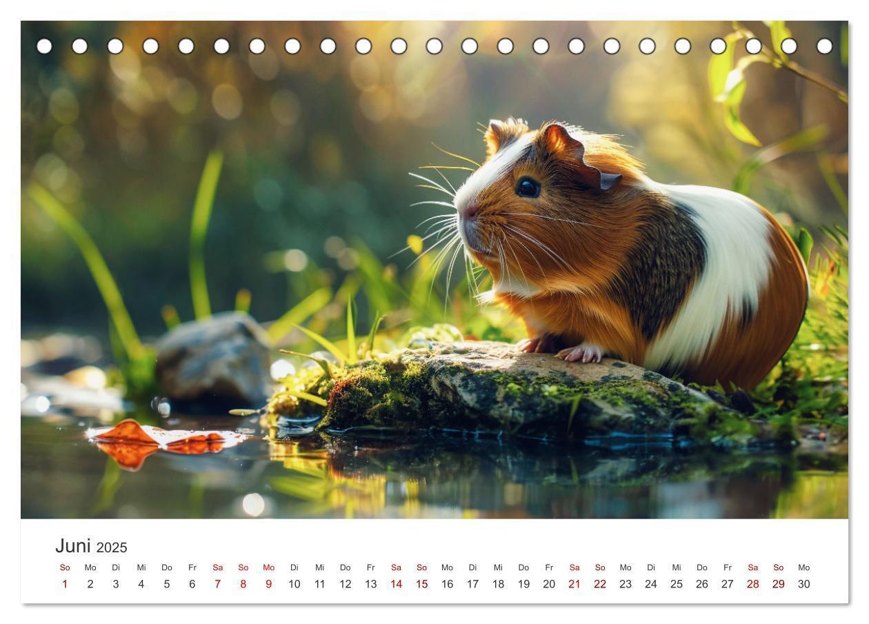 Bild: 9783383812378 | Wuschelbande - Ein Jahr voller Meerschweinchen (Tischkalender 2025...