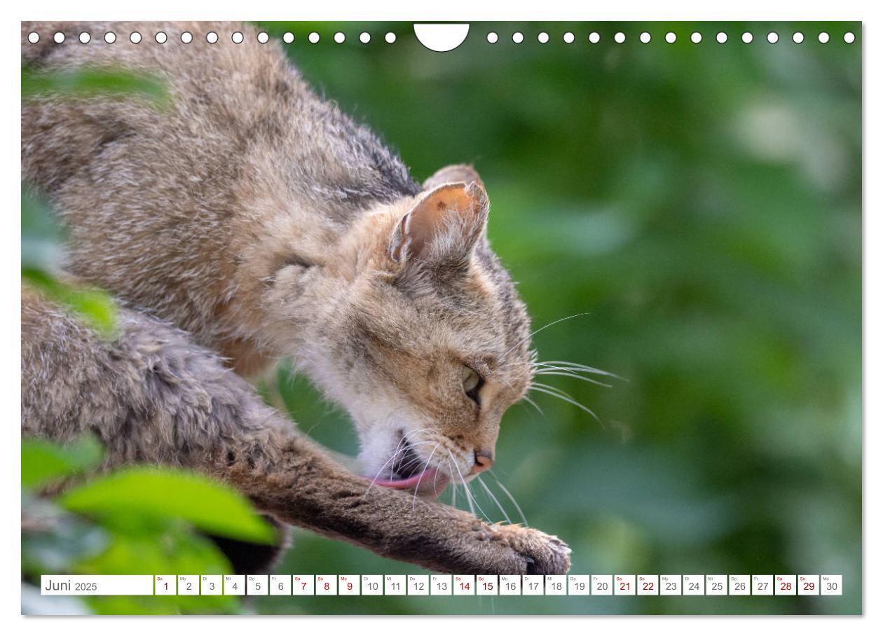 Bild: 9783435219797 | Wildkatzen - die anmutigsten Raubiere in Europa. (Wandkalender 2025...