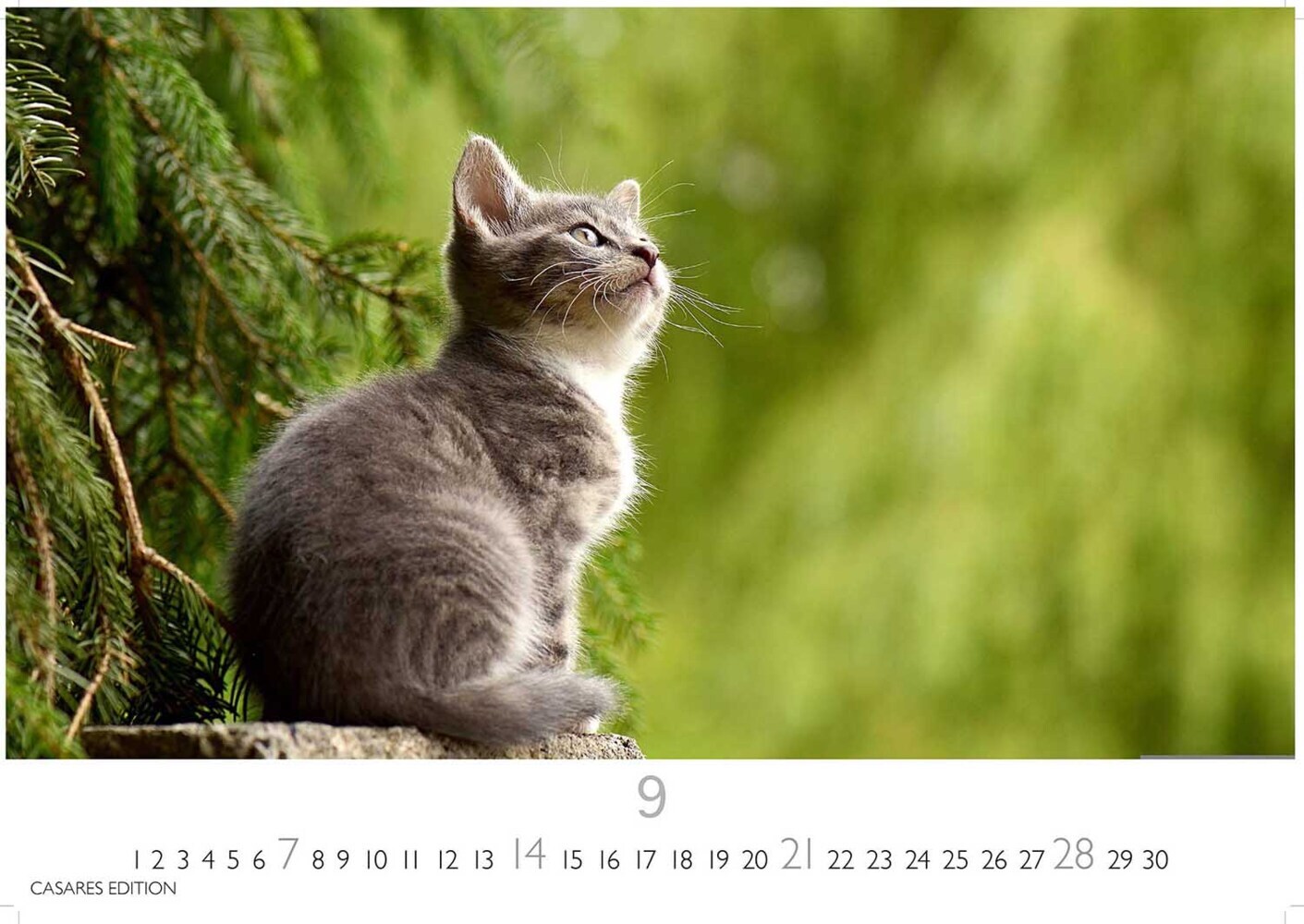 Bild: 9781835243220 | Funny Cats 2025 L 35x50cm | Kalender | 14 S. | Deutsch | 2025