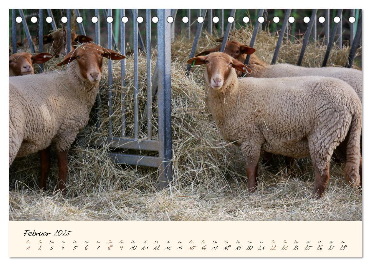 Bild: 9783435171767 | Coburger Fuchsschaf (Tischkalender 2025 DIN A5 quer), CALVENDO...