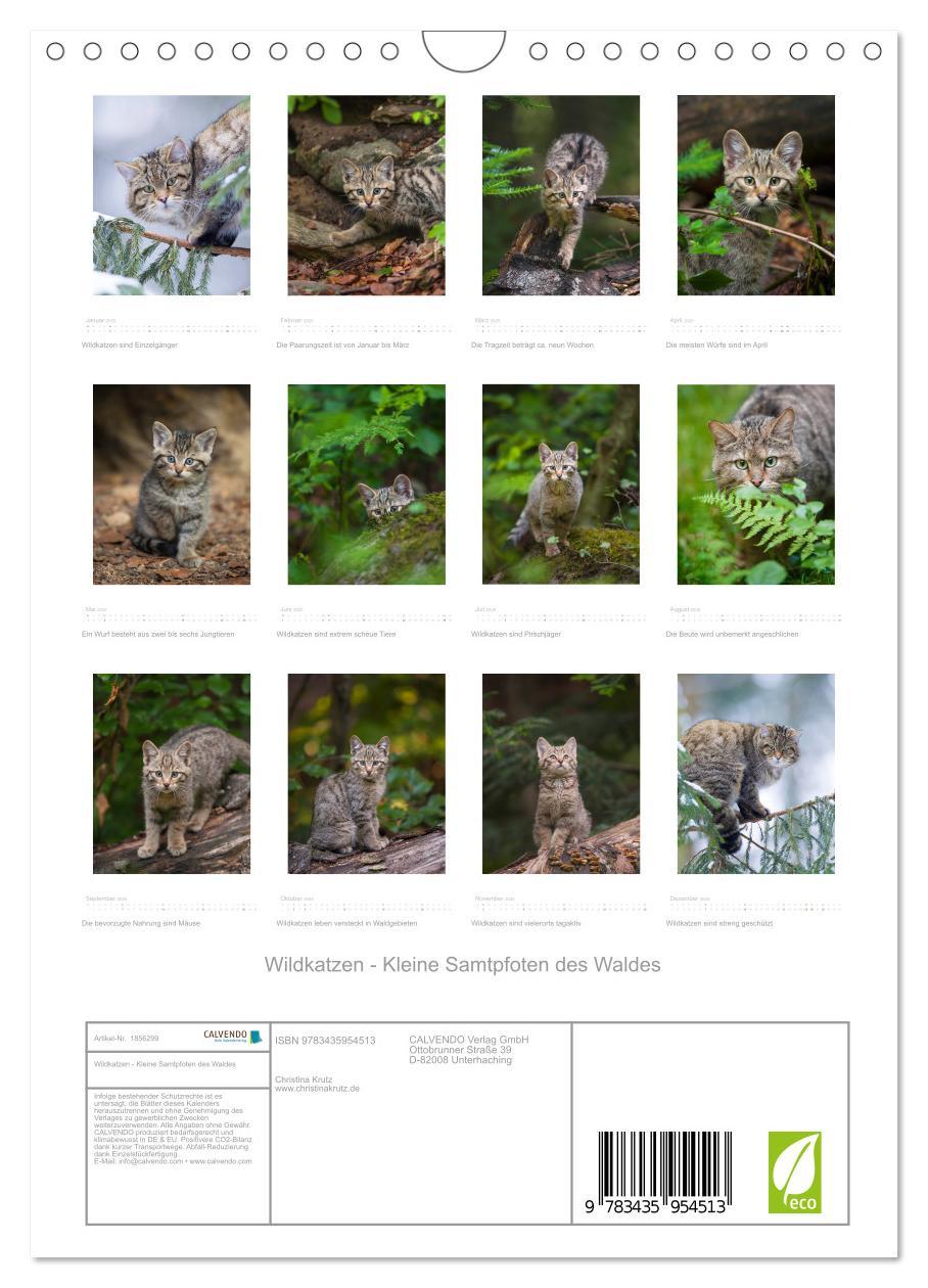 Bild: 9783435954513 | Wildkatzen - Kleine Samtpfoten des Waldes (Wandkalender 2025 DIN A4...