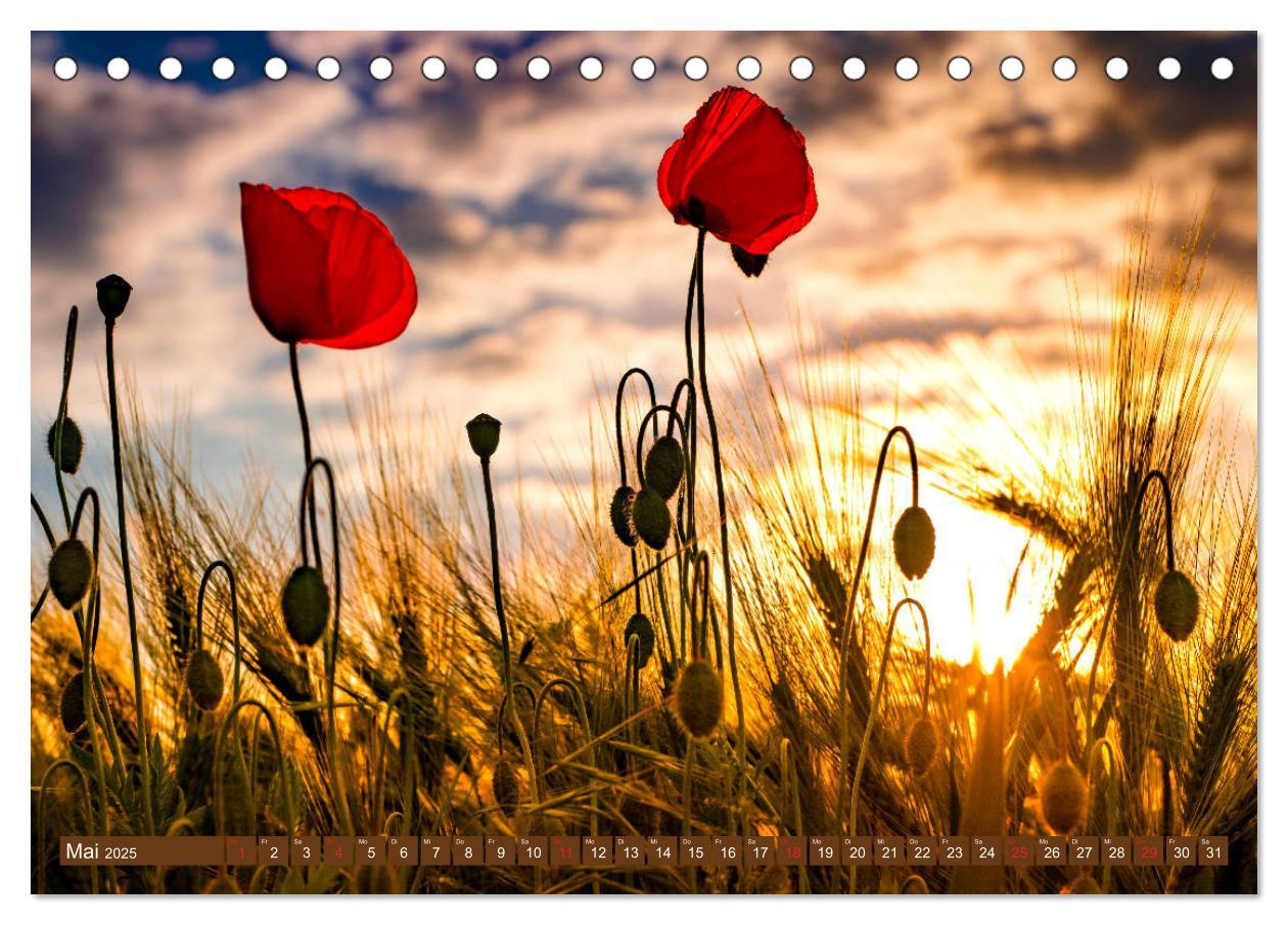 Bild: 9783435286867 | Mohnblumen - Fotografie mit Magie (Tischkalender 2025 DIN A5 quer),...