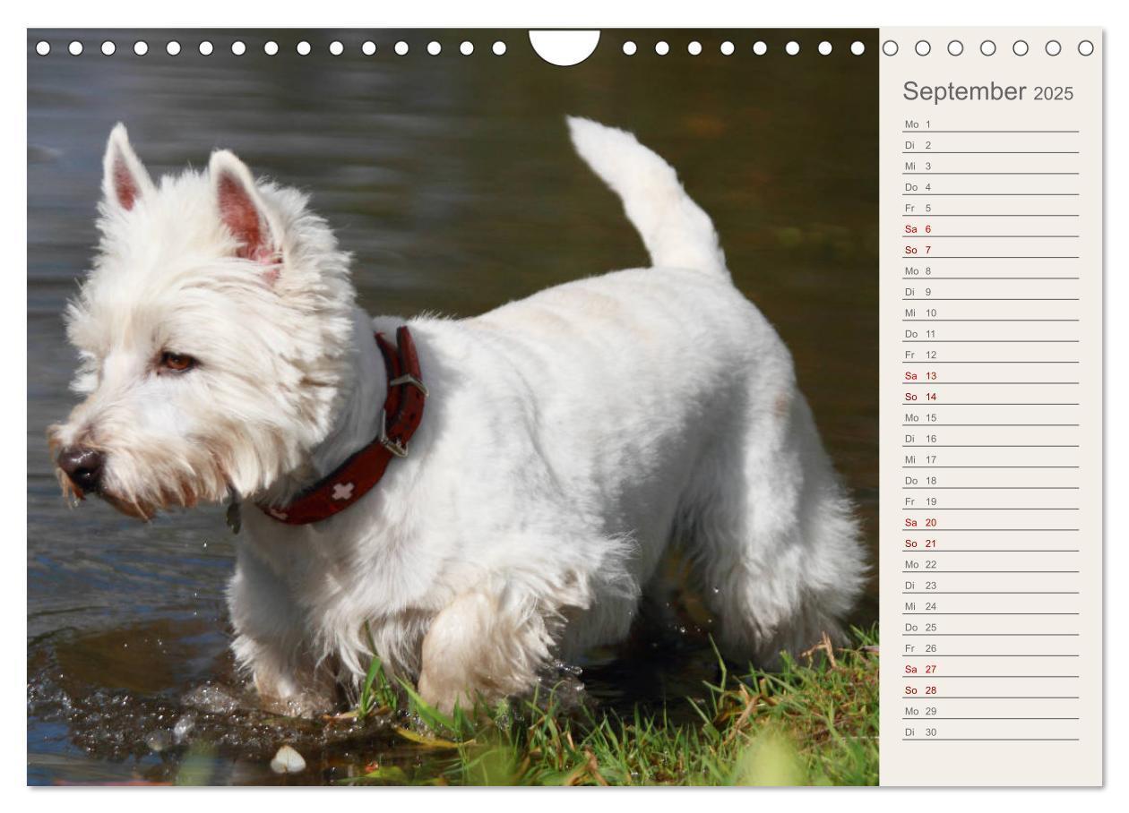 Bild: 9783435408665 | West Highland White Terrier - Selbstbewustes Powerpaket - der...