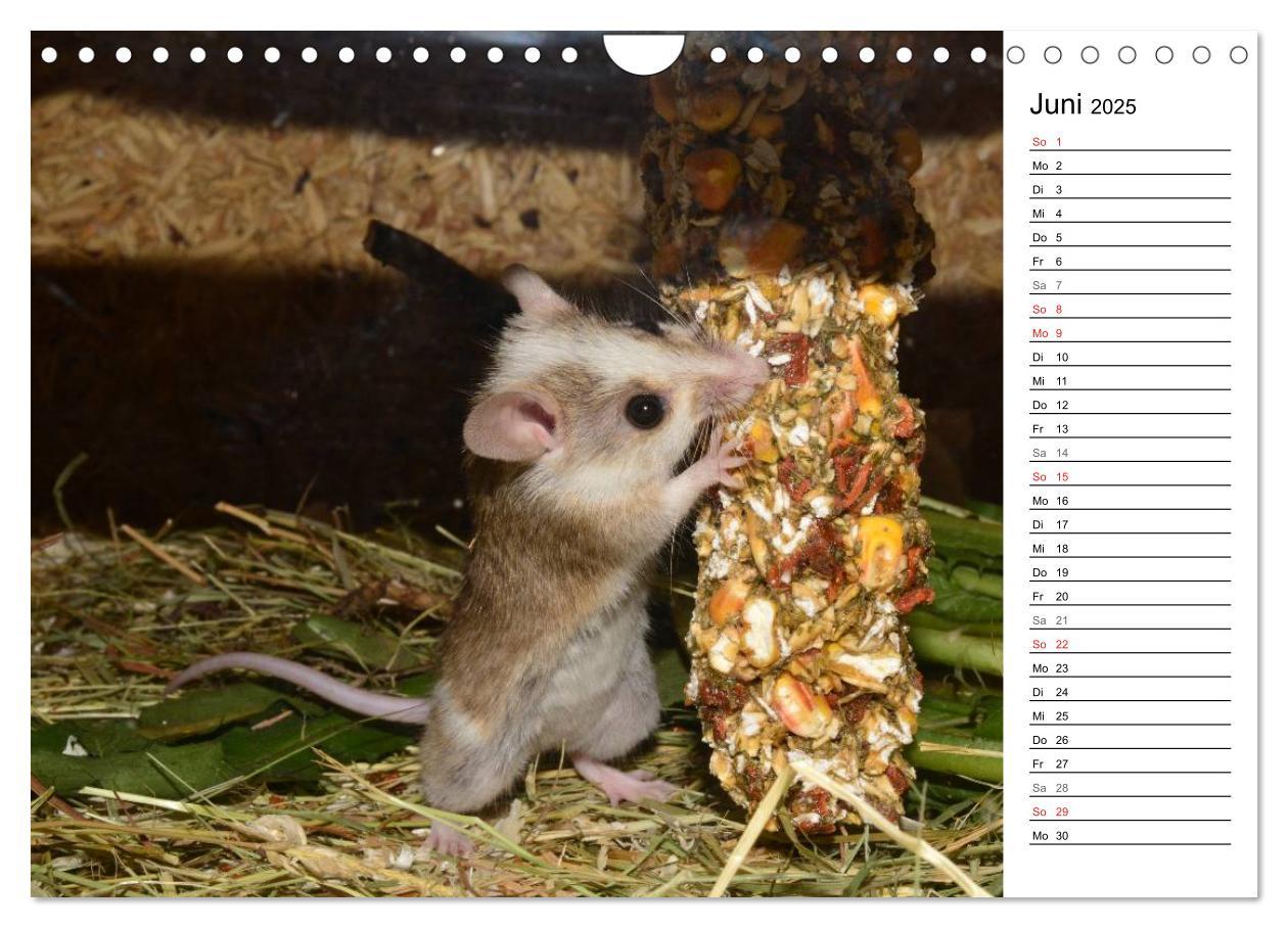 Bild: 9783435549627 | Mausebande (Wandkalender 2025 DIN A4 quer), CALVENDO Monatskalender