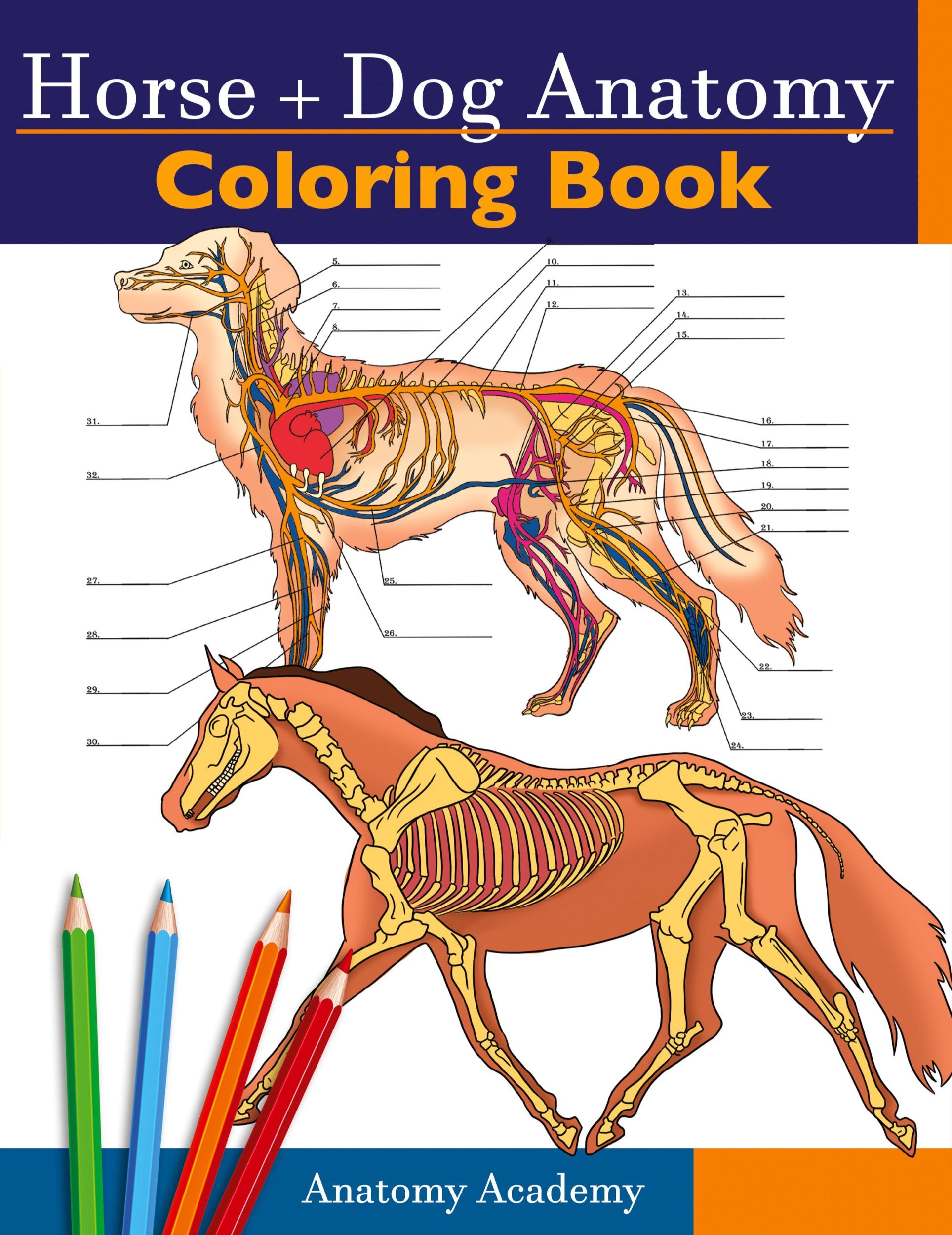 Cover: 9781914207082 | Horse + Dog Anatomy Coloring Book | Anatomy Academy | Taschenbuch