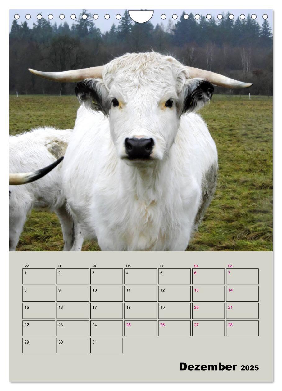 Bild: 9783435970292 | Kuhportraits Hornkühe (Wandkalender 2025 DIN A4 hoch), CALVENDO...