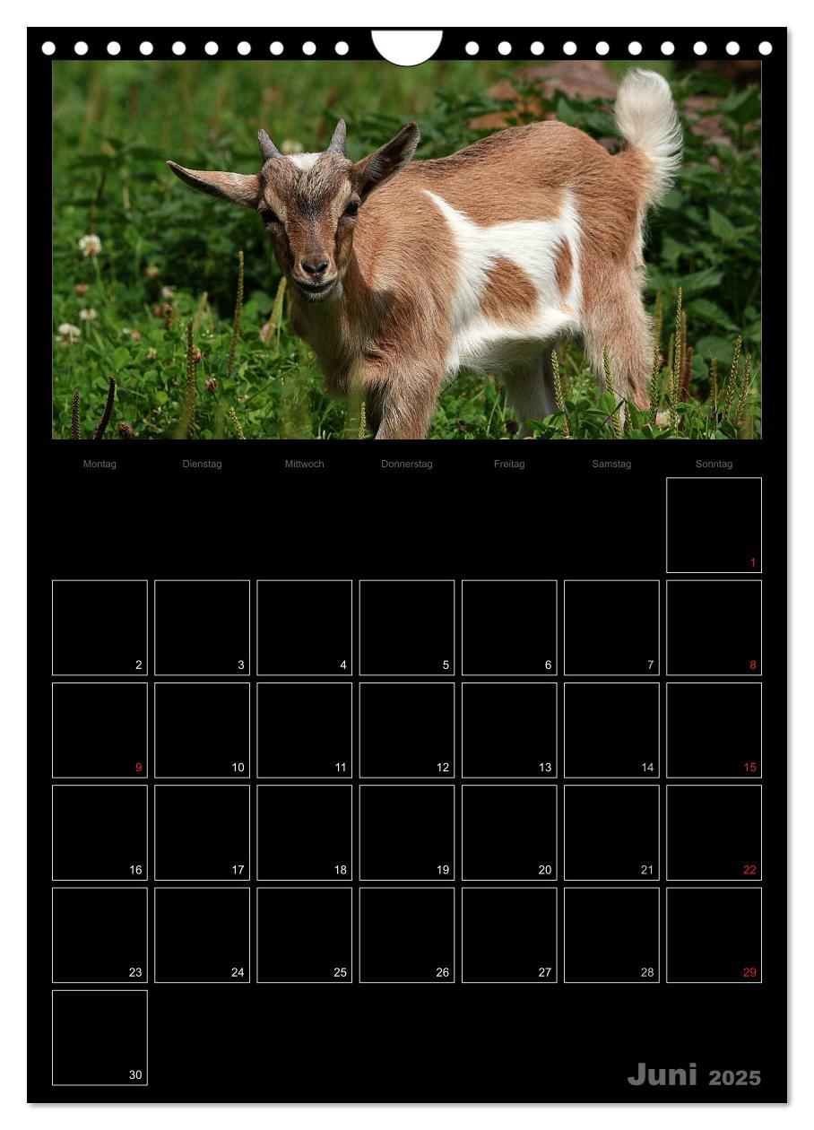 Bild: 9783457080832 | Zwergziegen (Wandkalender 2025 DIN A4 hoch), CALVENDO Monatskalender