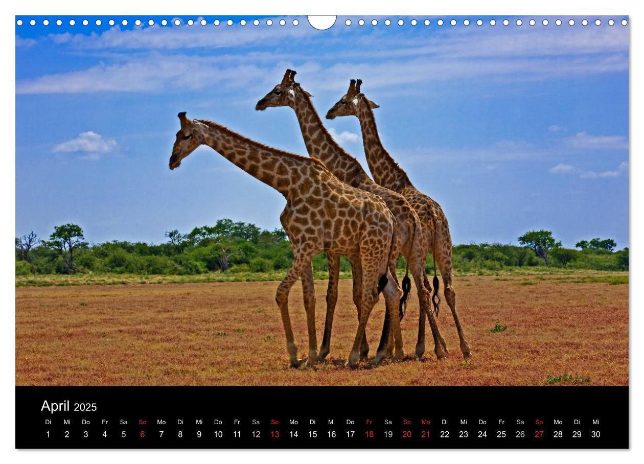 Bild: 9783435777280 | Namibias Tiere: von groß bis klein (Wandkalender 2025 DIN A3 quer),...