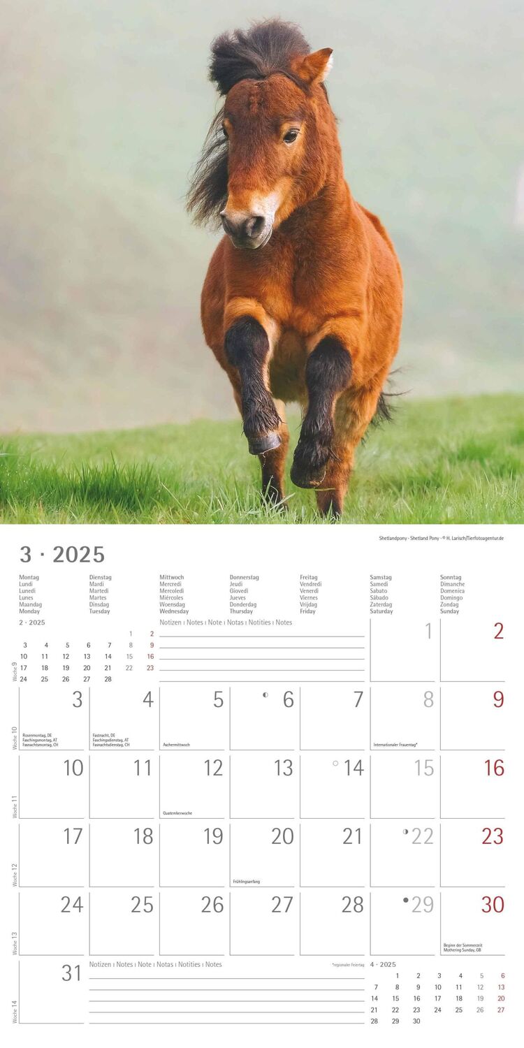 Bild: 4251732343040 | Ponys 2025 - Broschürenkalender 30x30 cm (30x60 geöffnet) -...