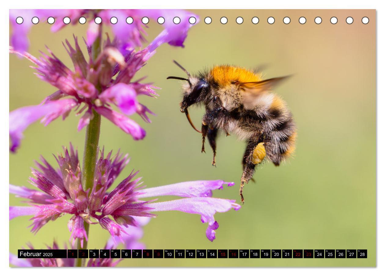 Bild: 9783383847516 | Hummeln - Flugaufnahmen eines faszinierenden Insekts (Tischkalender...