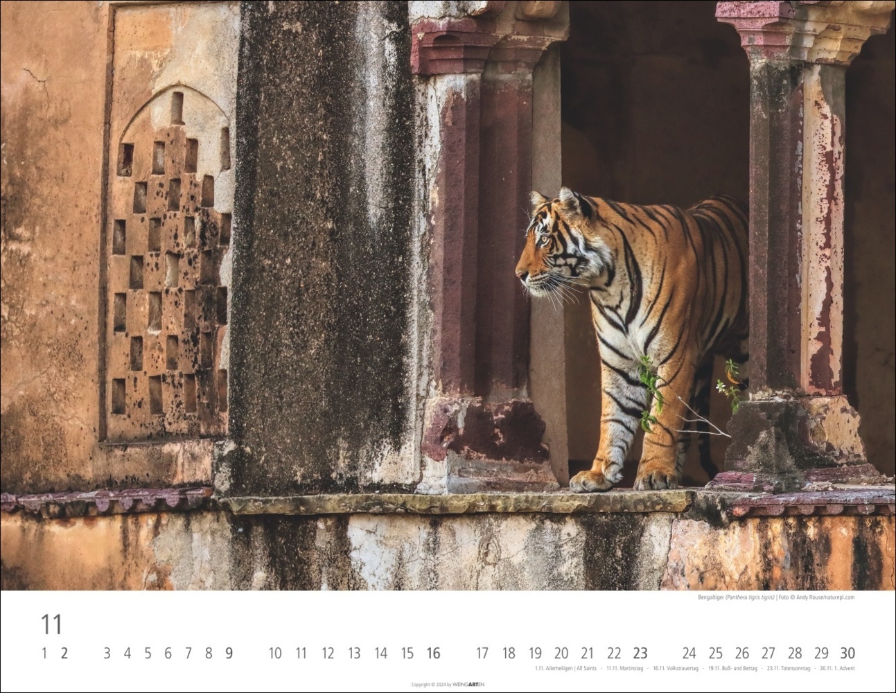 Bild: 9783839900413 | Tiger Kalender 2025 | Kalender | Spiralbindung | 14 S. | Deutsch