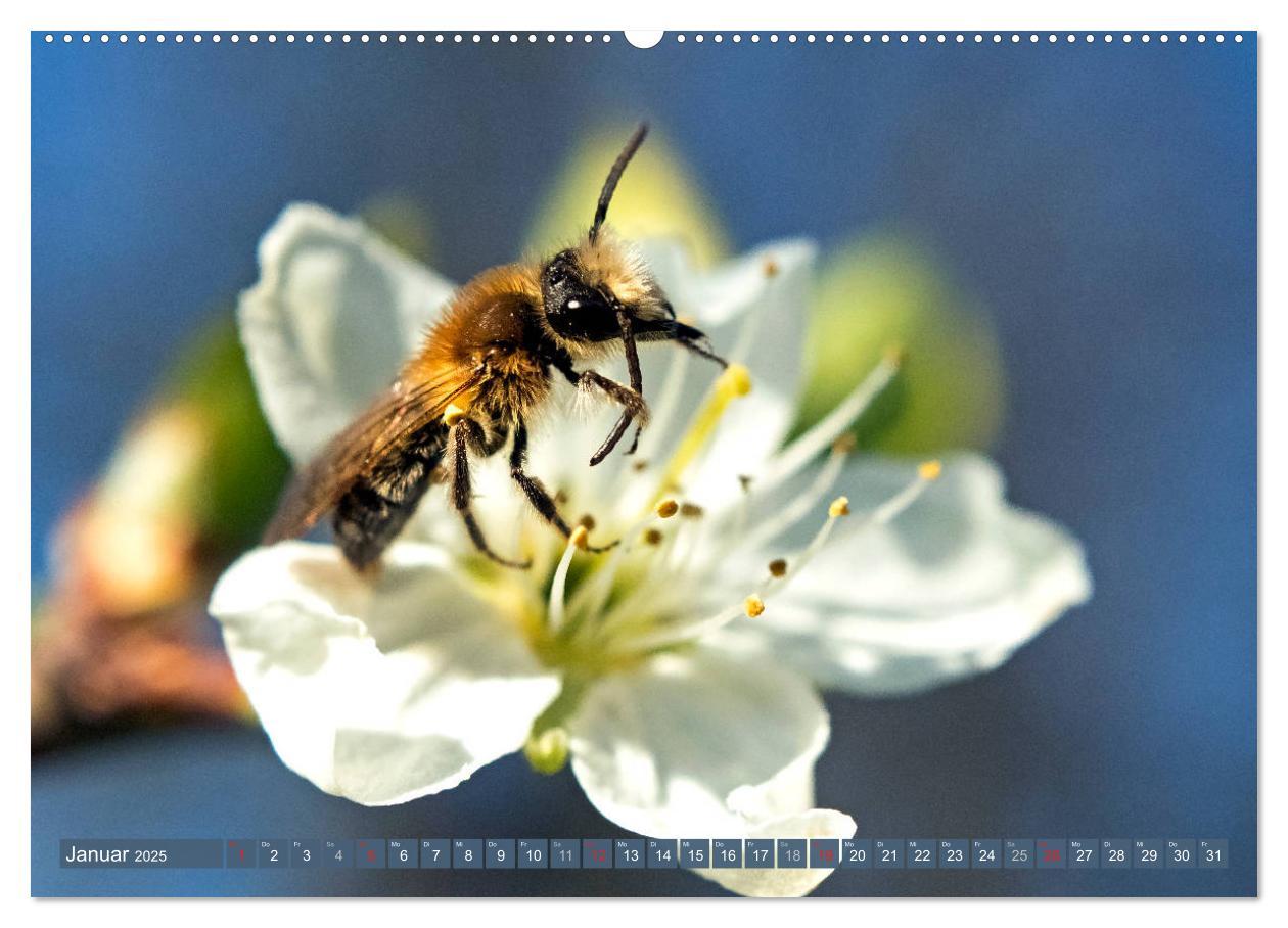 Bild: 9783435241569 | BIENEN - Kleine Nützlinge ganz groß (Wandkalender 2025 DIN A2...