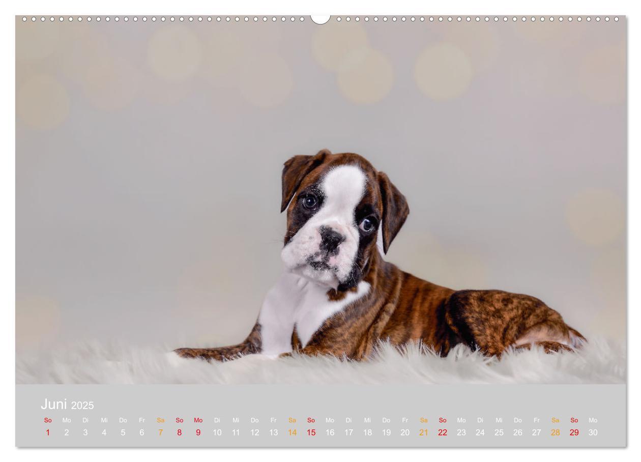 Bild: 9783457226179 | Boxer Welpen einfach zuckersüß (Wandkalender 2025 DIN A2 quer),...