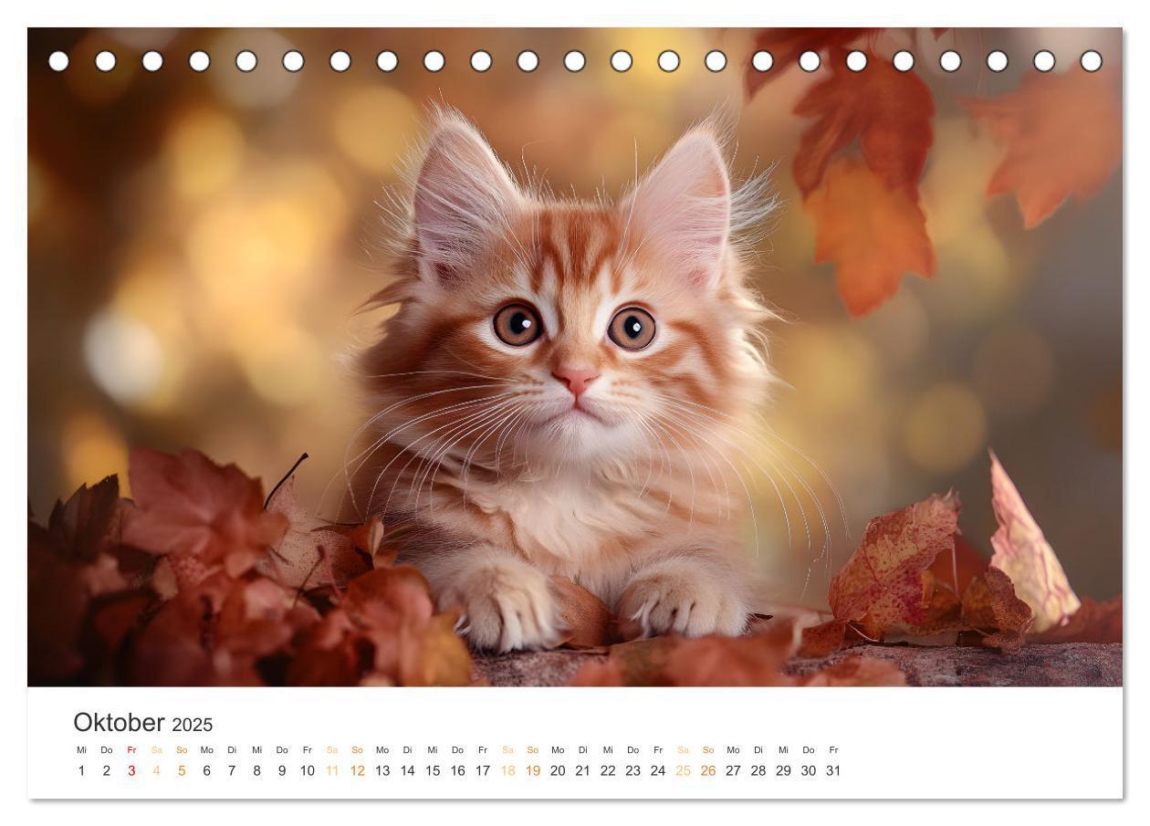 Bild: 9783457208038 | Zauberhafte Katzenbabys (Tischkalender 2025 DIN A5 quer), CALVENDO...