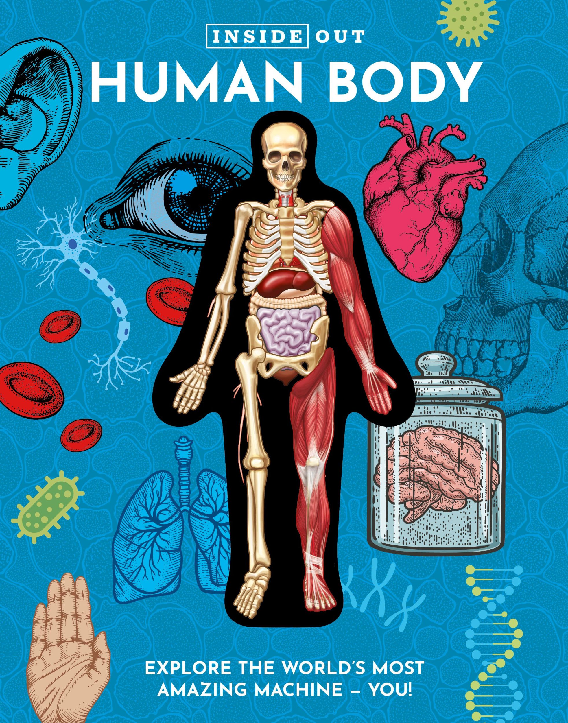 Cover: 9780785845799 | Inside Out Human Body | Luann Columbo | Buch | Englisch | 2024