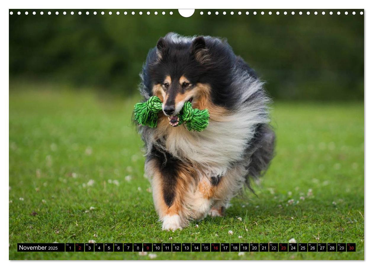 Bild: 9783435568956 | Collie - Mein bester Freund (Wandkalender 2025 DIN A3 quer),...