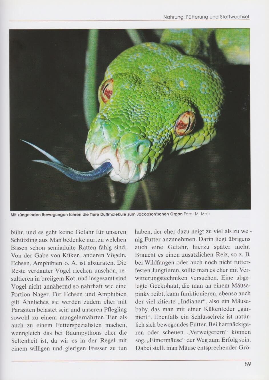 Bild: 9783866590991 | Grüner Baumpython | Morelia viridis | Marcel Hoffmann (u. a.) | Buch