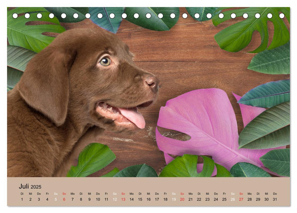 Bild: 9783435160242 | Labrador Retriever unsere Freunde (Tischkalender 2025 DIN A5 quer),...