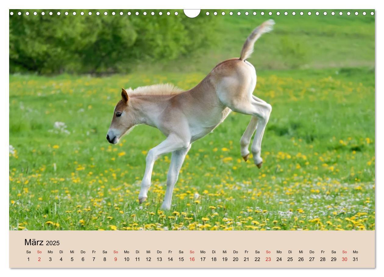 Bild: 9783435786213 | Haflinger Fohlen (Wandkalender 2025 DIN A3 quer), CALVENDO...