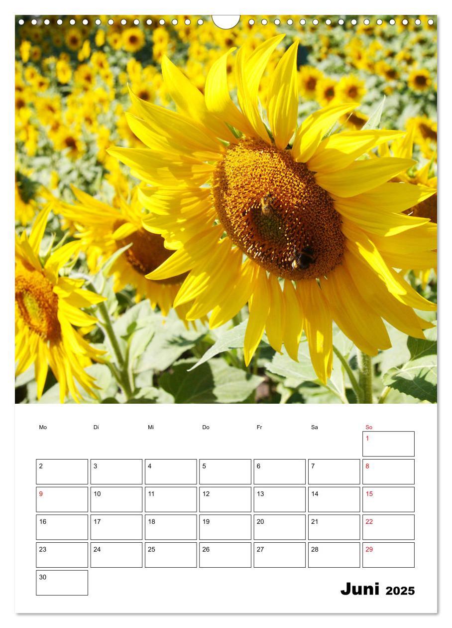 Bild: 9783435970483 | Leuchtende Sonnenblumen (Wandkalender 2025 DIN A3 hoch), CALVENDO...