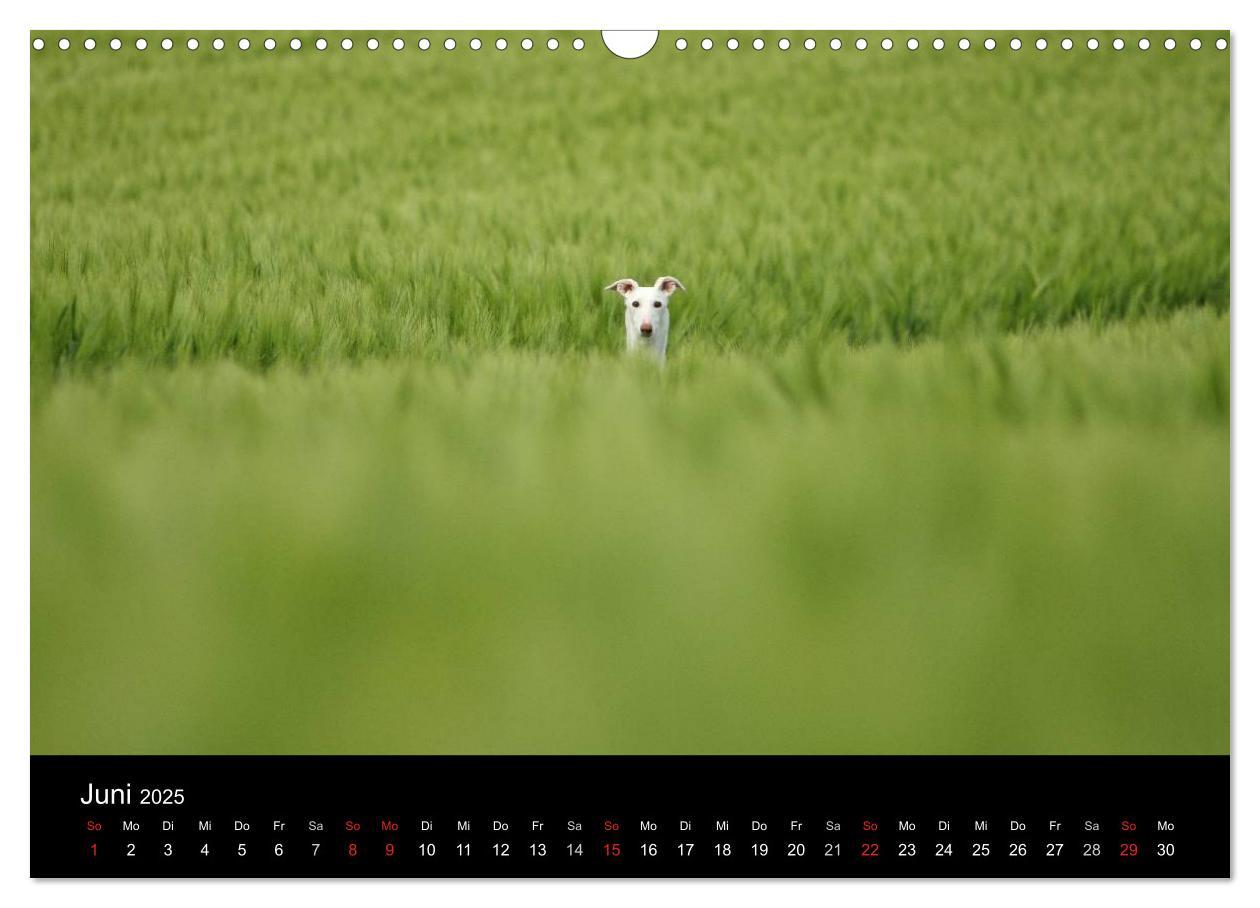 Bild: 9783435775583 | Der Windhundekalender (Wandkalender 2025 DIN A3 quer), CALVENDO...