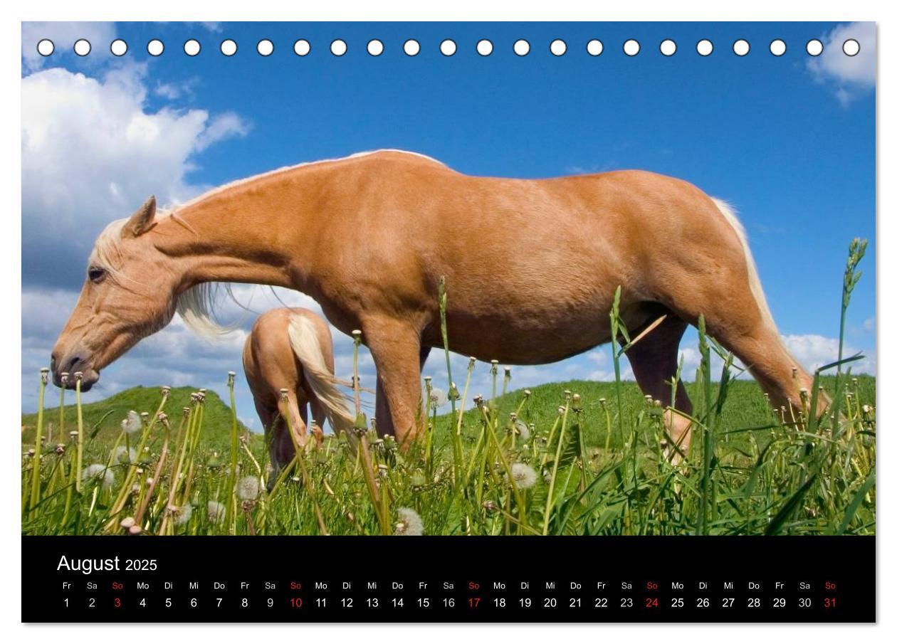 Bild: 9783435555376 | Wunderschöne Haflingerwelt (Tischkalender 2025 DIN A5 quer),...