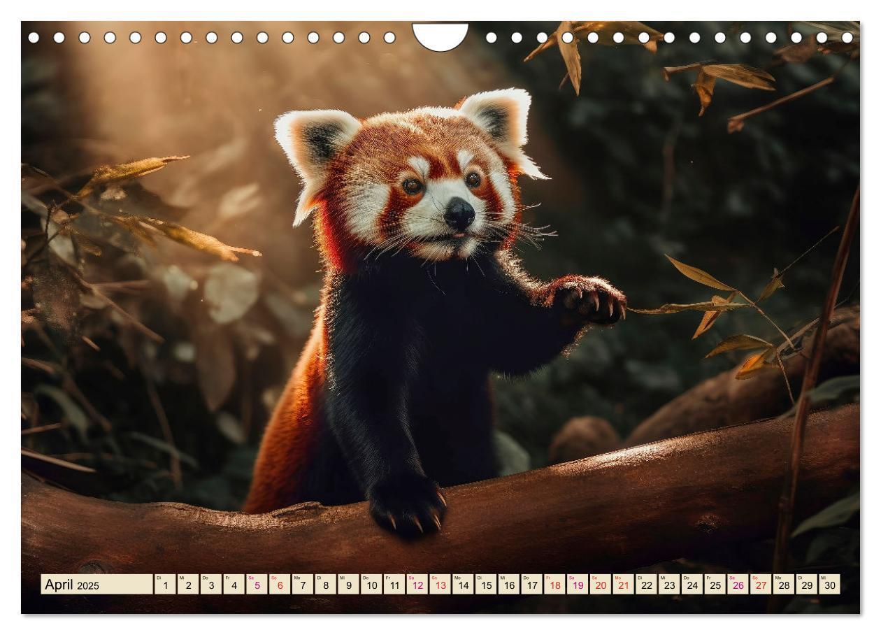 Bild: 9783383867200 | Roter Panda - gefährdeter Katzenbär (Wandkalender 2025 DIN A4...