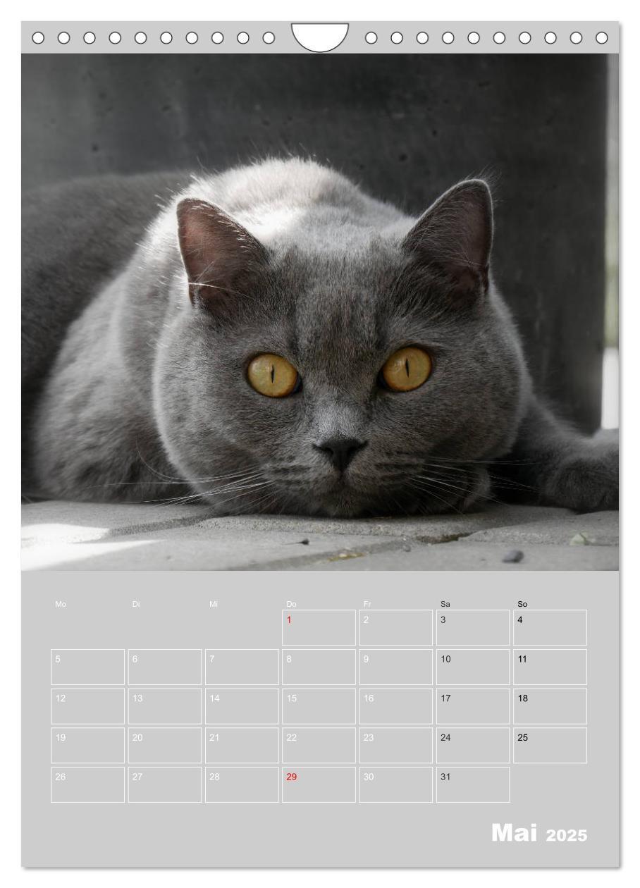 Bild: 9783435992621 | Graue Engel - Britischkurzhaar-Katzen (Wandkalender 2025 DIN A4...